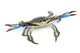 Live Blue Crab Wall Decal