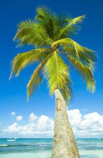 Coconut Wall Decal
