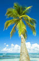Coconut Wall Decal