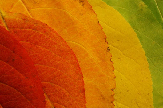 Autumn Leaf Palette Wall Decal
