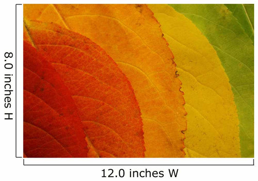 Autumn Leaf Palette Wall Decal