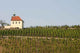 Weinberg Prag Wall Decal