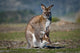Kangaroo and Joey Wall Decal