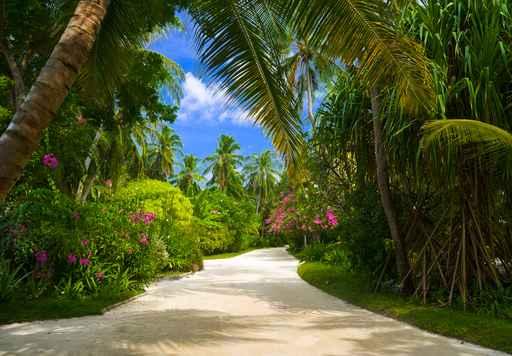 Pathway Tropical Park Wall Decal