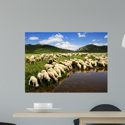 Sheep Bistra Mountain Drinking Wall Decal shown on a wall
