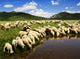 Sheep Bistra Mountain Drinking Wall Decal