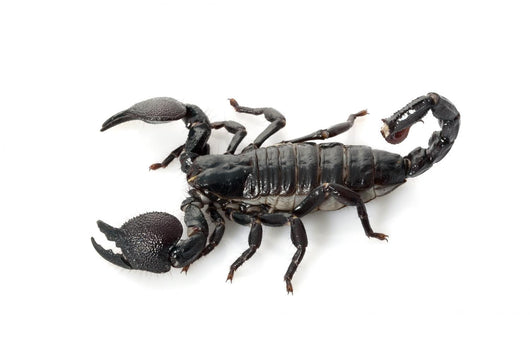 Emperor Scorpion Wall Decal