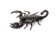 Emperor Scorpion Wall Decal