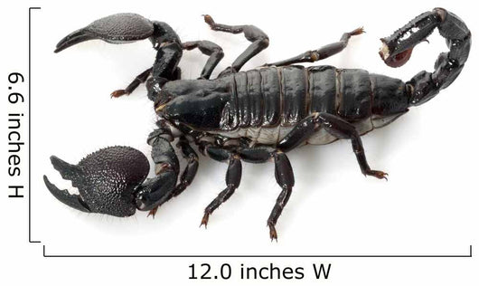 Emperor Scorpion Wall Decal