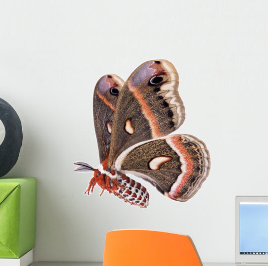Flying Cecropia Moth White Wall Decal