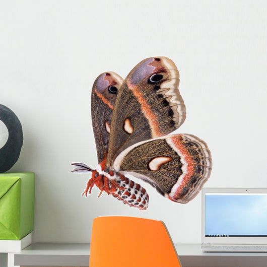 Flying Cecropia Moth White Wall Decal