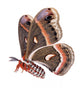 Flying Cecropia Moth White Wall Decal