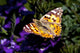 Colorful Butterfly Wall Decal