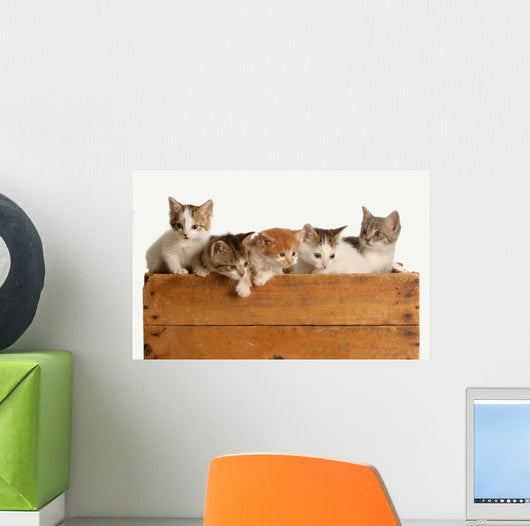 Litter Five Kittens Wooden Wall Decal