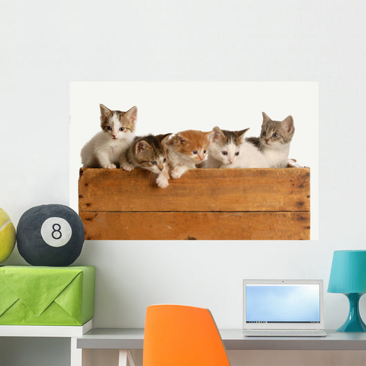 Litter Five Kittens Wooden Wall Decal