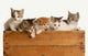 Litter Five Kittens Wooden Wall Decal