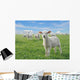 Cute Little Lambs Wall Decal