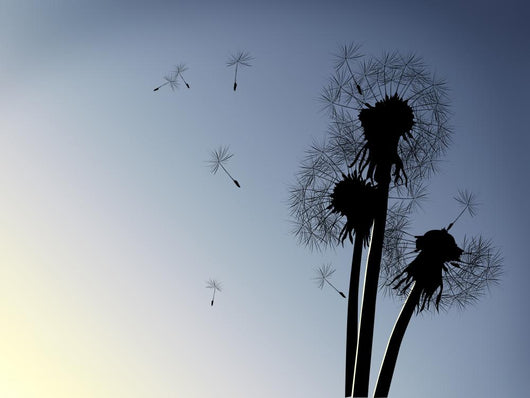 Dandelion Flower Wall Decal