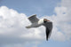 Seagull in Flight One Wall Mural