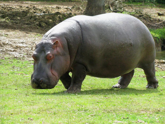Hippopotame Wall Decal