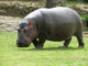 Hippopotame Wall Decal