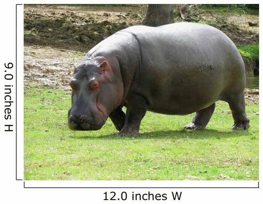 Hippopotame Wall Decal
