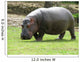Hippopotame Wall Decal