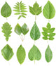 Green Leaves Wall Stickers