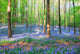 Bluebell Hyacinths Hallerbos Belgium Wall Decal Design 2