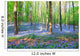 Bluebell Hyacinths Hallerbos Belgium Wall Decal Design 2
