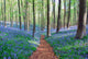 Bluebell Hyacinths Hallerbos Belgium Wall Decal Design 1