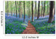 Bluebell Hyacinths Hallerbos Belgium Wall Decal Design 1