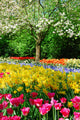 Spring Flowers Keukenhof Holland Wall Decal