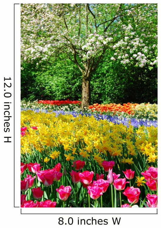 Spring Flowers Keukenhof Holland Wall Decal