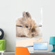 Brown Bunny with Glasses Wall Decal