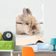 Brown Bunny with Glasses Wall Decal