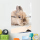 Brown Bunny with Glasses Wall Decal