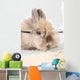 Brown Bunny with Glasses Wall Decal