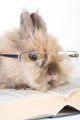 Brown Bunny with Glasses Wall Decal