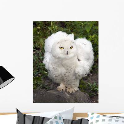 Snow Owl Wall Decal shown on a wall
