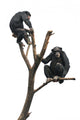 Chimpanzees on a Bare Tree Wall Decal