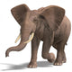 Huge Elephant Wall Decal
