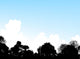 Woodland Treetops Wall Decal