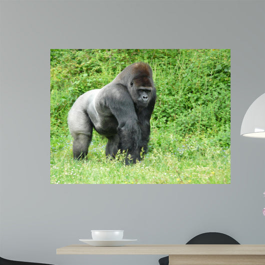 Male Silver-back Gorilla Wall Decal