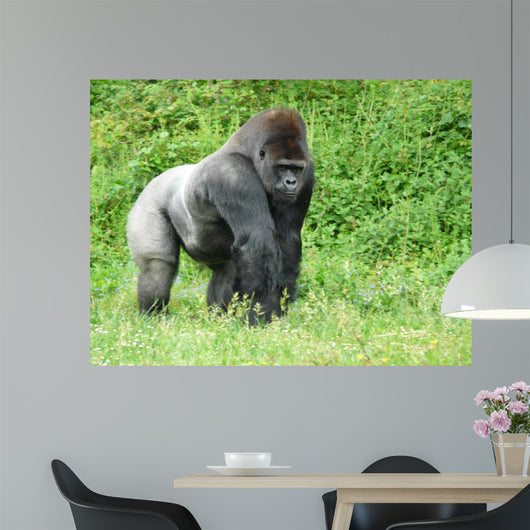 Male Silver-back Gorilla Wall Decal