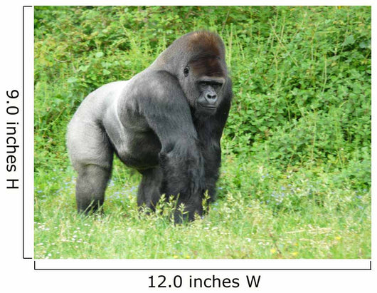 Male Silver-back Gorilla Wall Decal