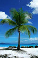 Tropical Palm Wall Decal