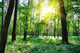 Summer Forest Wall Decal Design 3