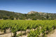 Vineyard with Gordes Wall Decal