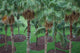Palm Trees Party Wall Decal